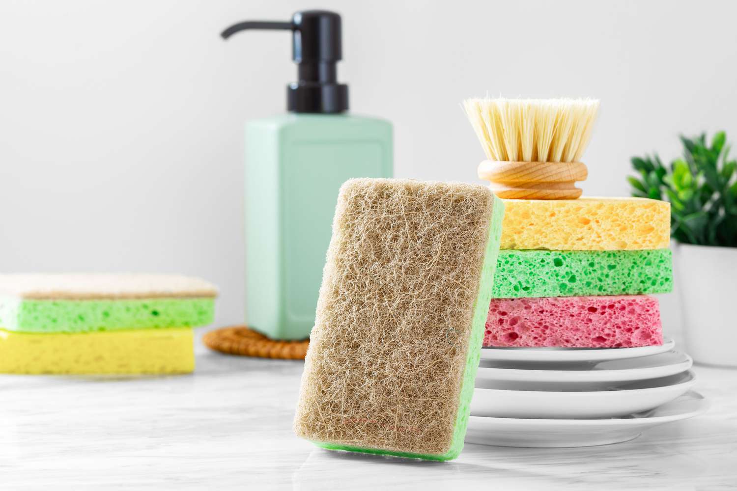 Sponge